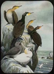 Image: Cormorant, Double-Crested Cormorant, Gannet